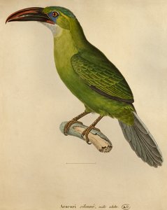 Tucano (gravura a cores)